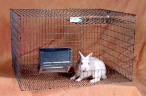 White Rabbit in Hutch, Rabbit Cage